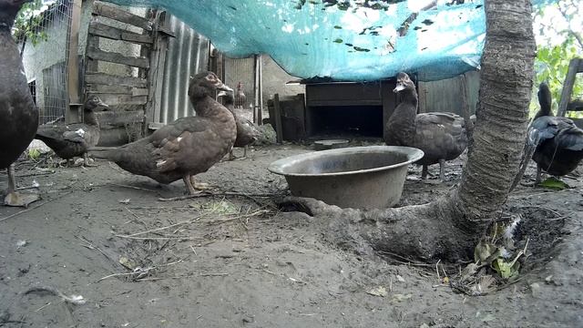 Как повысить выживаемость мускусных уток смотреть онлайн