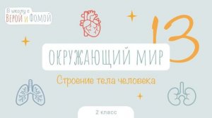 Строение тела человека. Окружающий мир, урок 13 (аудио). 2 класс. В школу с Верой и Фомой (6+)
