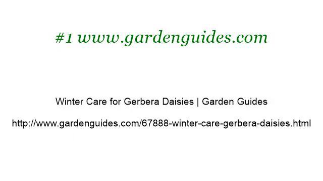 Gerbera Daisy Outdoor Plant Care