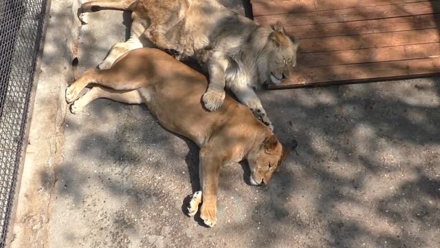 Львица Легенда в зоопарке Сказка смотреть онлайн