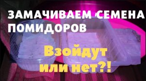 Как посадить семена помидор с замачиванием, надежный способ увидеть, какие семен