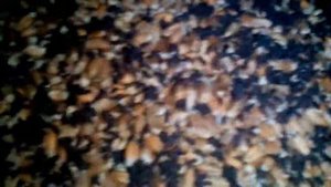 хранящееся зерно, зараженное долгоносиком