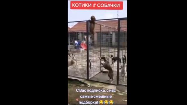 приколлчики