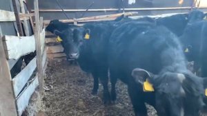 Забой быков Ангус. Откорм, Содержание быков мясной породы. Продажа коров, быков, телят.