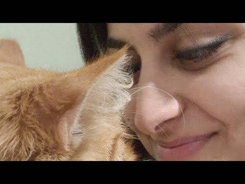 Стрим В Котидоме