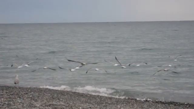 БОЖЕСТВЕННАЯ МУЗЫКА В БОЖЕСТВЕННОМ ИСПОЛНЕНИИ. Вольфганг Амадей Моцарт. Симфония № 40 смотреть онлайн