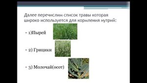 Какую траву можно давать нутриям!!!