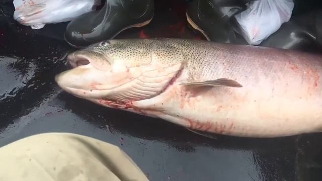 Гигантский таймень, Сахалин. 25-30 кг, отпустили красавца. смотреть онлайн