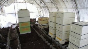 ответы на вопросы - зимовка пчел в теплице