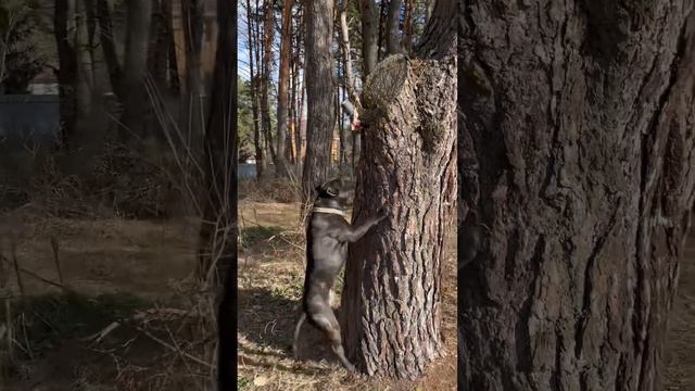 Американскийбулли #дресировка #питбультерьер #стаффорд #стаффордширскийтерьер #амбуль #киев #питбул смотреть онлайн