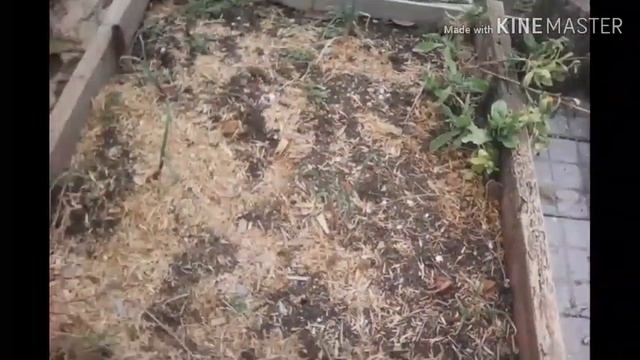 Посадка чеснока в феврале!+15'!Одуванчики, календула! смотреть онлайн