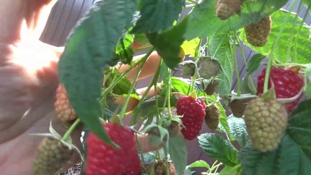 Как и когда обрезать ремонтантную малину для хорошего урожая - проверенный способ. Кратко об уходе. смотреть онлайн