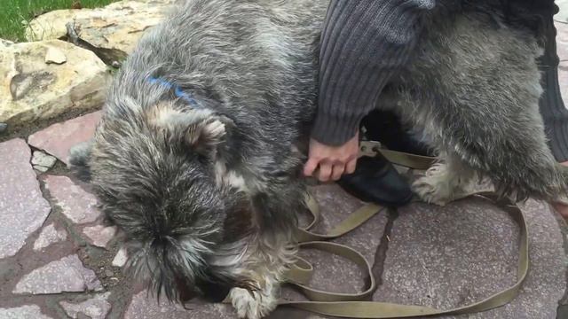 УХОД ЗА СОБАКОЙ... КОГТИ. смотреть онлайн
