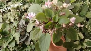 Фиалка! Пасынки на цветоносах?