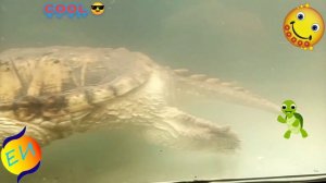 Caspian turtle/Каспийская черепаха🐢☕🐢