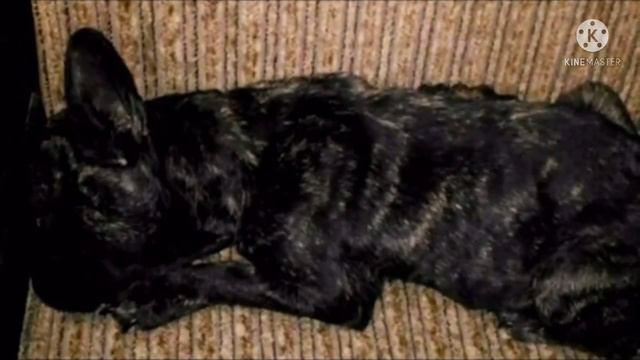 Бульдога привязали к дереву в поле и оставили без еды и воды смотреть онлайн