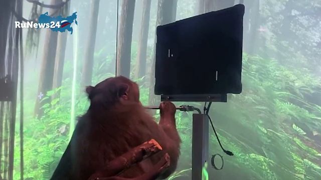 Компания Илона Маска Neuralink обучила обезьяну игре в видеоигры
