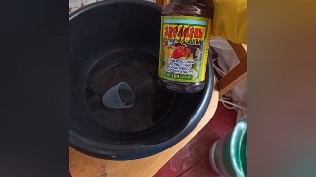 Мое хобби помидоры ? на подоконнике ?? смотреть онлайн