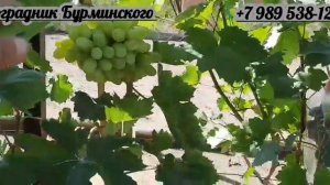 ГФ. Винограда Журавленок и Блондинка ранняя (Калугин В.М.).