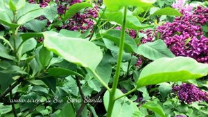 Сорт сирени S.v "Sara Sands"