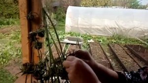 #расторопша, сбор семян