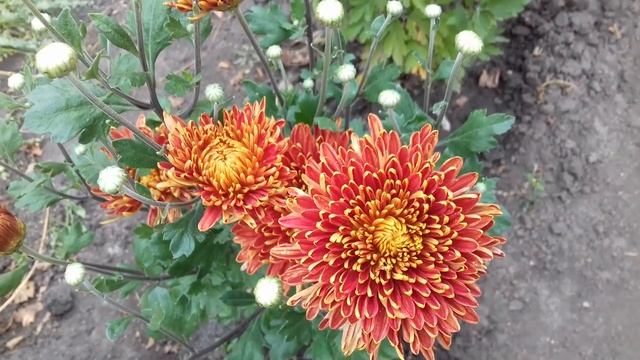 САМАЯ КРУПНАЯ ХРИЗАНТЕМА-ШАПКА МОНОМАХА. смотреть онлайн