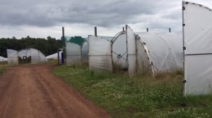 Один из рабочих дней на ферме ? | Работа в Шотландии