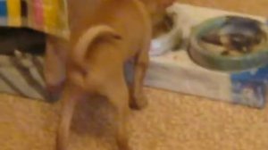 той-терьер собака и ее   Жизнь за пару минут ))