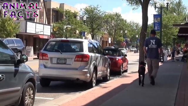 Top 10 Interesting Facts About Doberman Pinschers - Dogs 101 смотреть онлайн