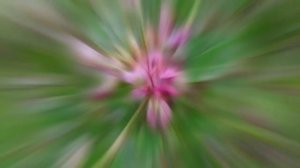 ЛЕСПЕДЕЦА  (LESPEDEZA)  сем. Бобовые