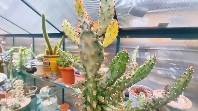 🌴#RETADA por FABI PLANTAS 1️⃣2️⃣suculentas en forma de árbol смотреть онлайн