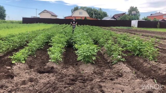 Третье окучивание картофеля, когда ботва большая смотреть онлайн