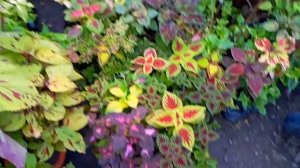 Mayana ni MAI (Coleus of MAI) 1