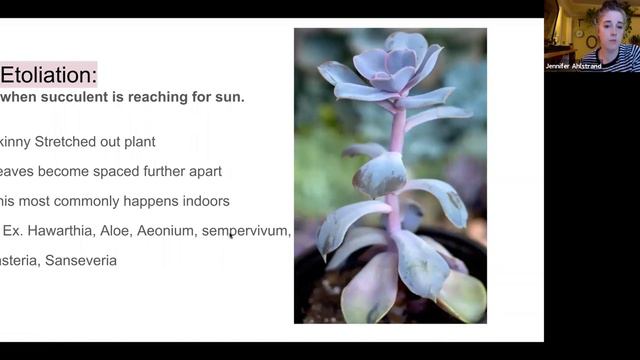 5-12 Sunnyvale/Ahlstrand Gardening with Succulents смотреть онлайн