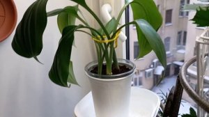 ЭУХАРИС ЧЕРЕЗ ТРИ НЕДЕЛИ ПОСЛЕ ПЕРЕСАДКИ. 2 часть.