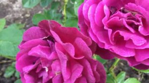 Роза Твайлат зонэ Twilight Zone Carruth США, 2011