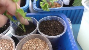 Два способа укоренения пеларгоний ангелов