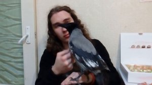 Ручная серая ворона: Спокойствие