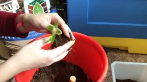 Перец сладкий Колобок, пересадка рассады 2020. Продолжаем наблюдать.