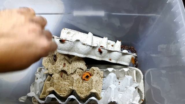 10 ЖИВЫХ КОРМОВ ДЛЯ аквариумных рыбок и не только смотреть онлайн