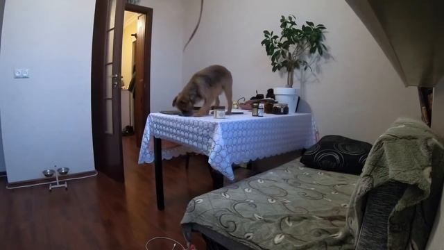 Собака дома Установили скрытую камеру#Грифон#СмешныеСобаки#Приколы #гриффон #griffon #ржака #прикол