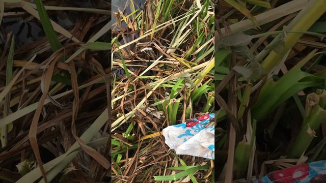 Уж ворует рыбу из ведра смотреть онлайн