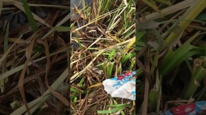 Уж ворует рыбу из ведра