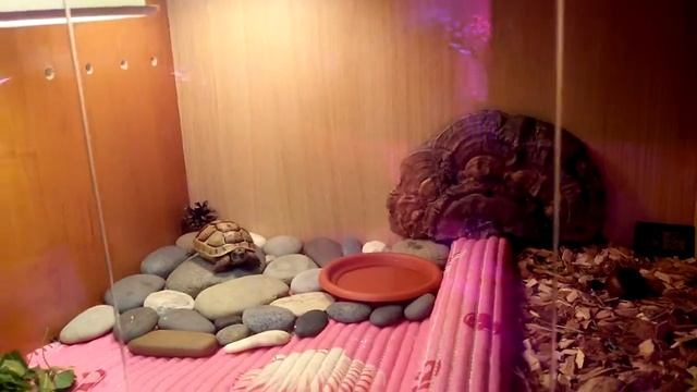 ТЕРРАРИУМ ДЛЯ ЧЕРЕПАХИ!!! смотреть онлайн