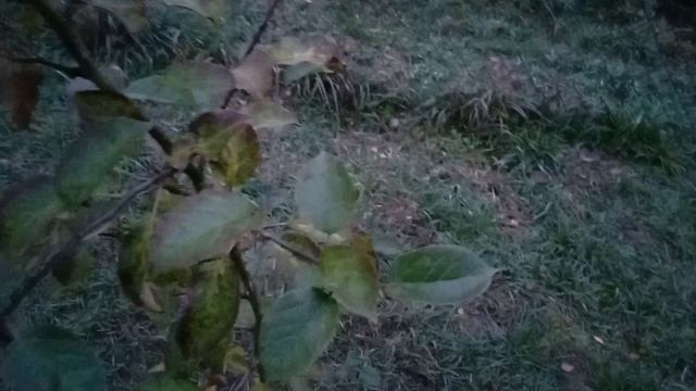 Занялись пересадками и спасаю урожай свеклы.