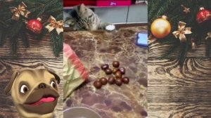 ?Тест на милоту!?Смешные Кошки Приколы с Кошками и Собаками #15