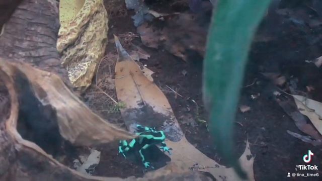 ЧУДЕСА ПРИРОДЫ! смотреть онлайн