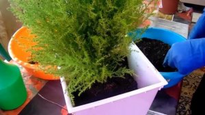 Купрессус " Голдкрест Вилмс"  - из магазина.Пересадка.