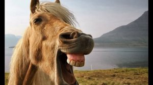 Лошади смех??