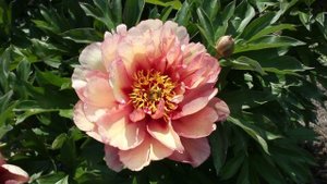 Copper Kettle | R2 Flowers BV | Peonies